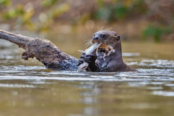 Reuze rivier-otter in de habitat van de natuur — Stockfoto