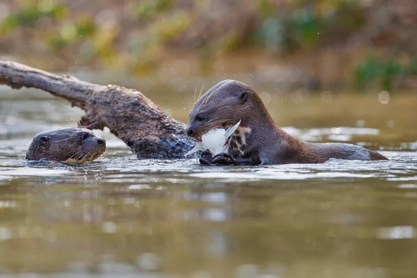 Giant floden otter i naturen livsmiljöen — Stockfoto