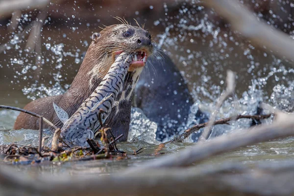 Obří řeka vydra v přírodní stanoviště — Stock fotografie