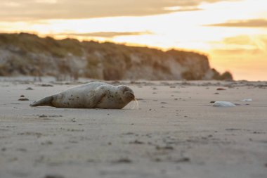 cute seal on the beach  clipart