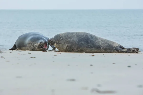 Very cute seals on the beach — Stock Photo, Image