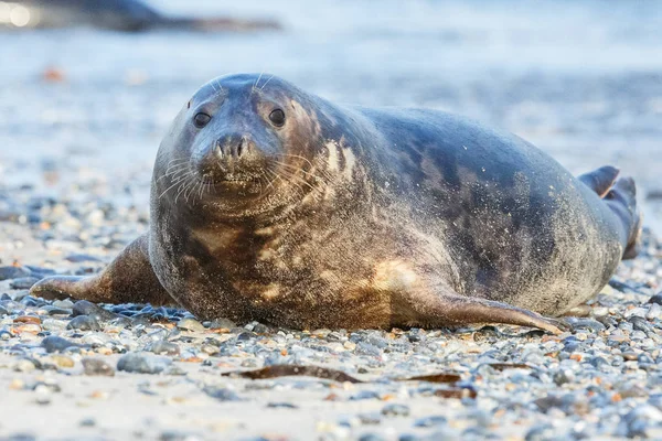 cute seal on the beach