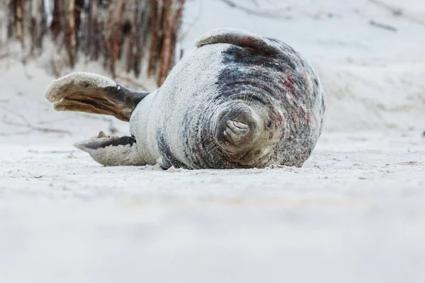 Selo bonito na praia — Fotografia de Stock