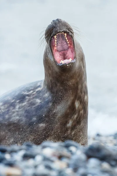 Schattig zeehond op het strand — Stockfoto