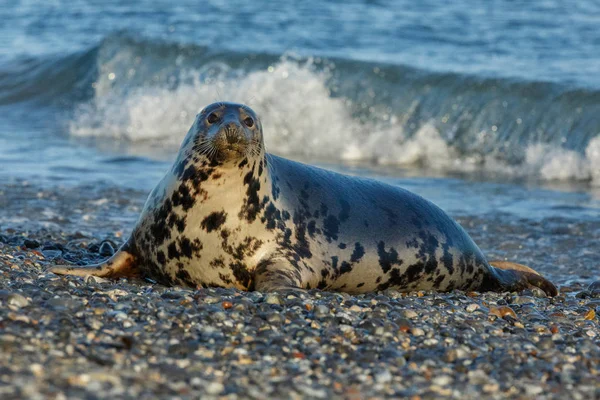 Anjing laut yang sangat lucu di pantai — Stok Foto