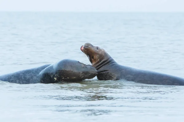 Phoques très mignons sur la plage — Photo