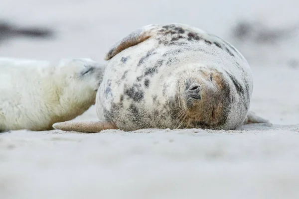 Phoque mignon sur la plage — Photo