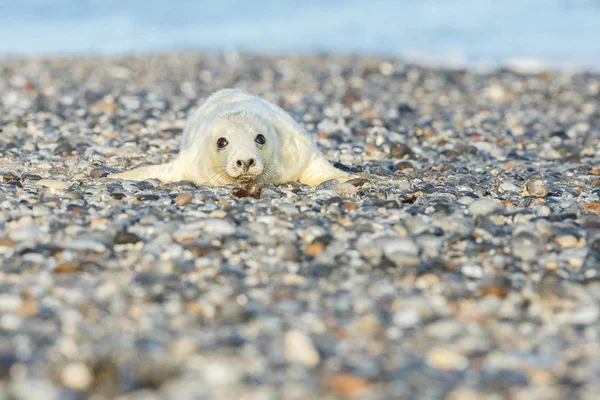 Selo bonito na praia — Fotografia de Stock