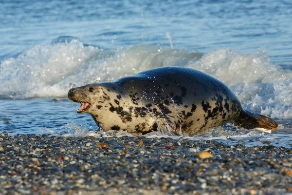 Selo muito bonito na praia — Fotografia de Stock