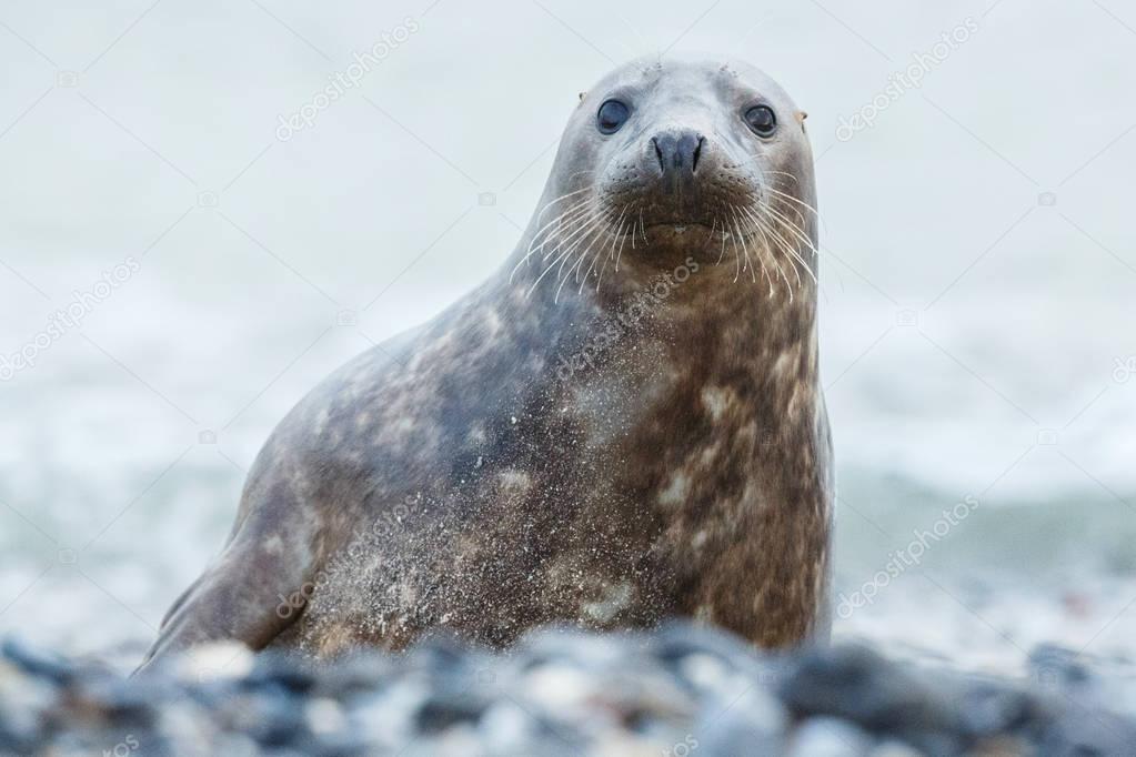 cute seal on the beach 