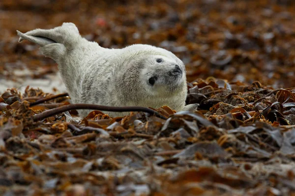 very cute little seal