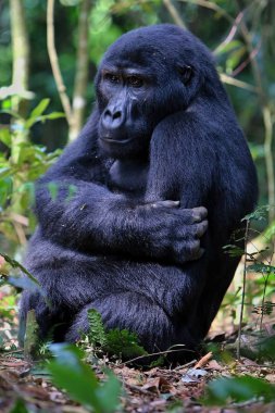 Endangered eastern gorilla in the beauty of african jungle clipart