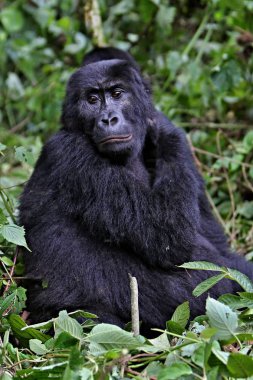 Nesli tükenmekte olan Doğu goril Afrika orman güzelliğine
