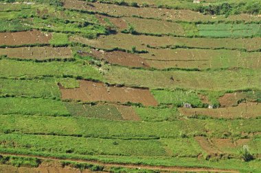 Şaşırtıcı doğa Afrika Kongo