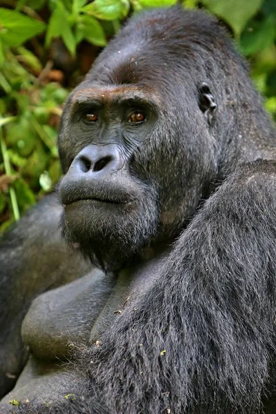 Veszélyeztetett keleti gorilla, ritka afrikai vadon élő állatok — Stock Fotó