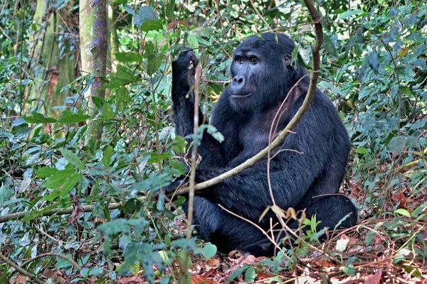Zagrożonych goryl wschodni w piękno afrykańskiej dżungli — Zdjęcie stockowe
