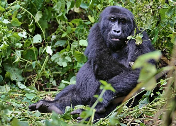 Endangered eastern gorilla in the beauty of african jungle — Stock Photo, Image