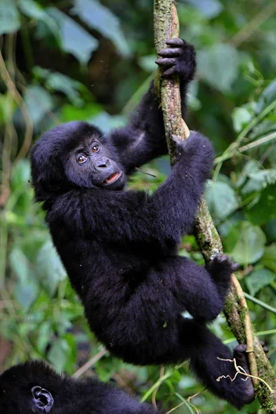 Endangered eastern gorilla in the beauty of african jungle