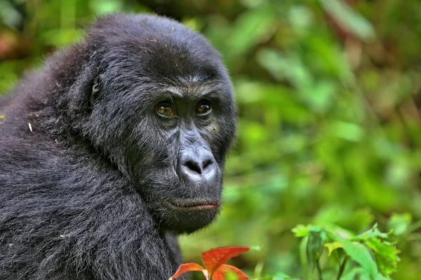 Ohrožené gorila východní krásu africké džungle — Stock fotografie