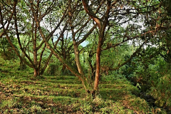 Natureza incrível no congo africano — Fotografia de Stock