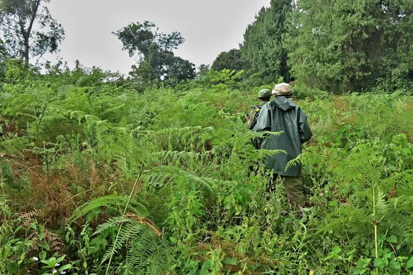 Uomini nella giungla verde in virunga, congo africano — Foto Stock