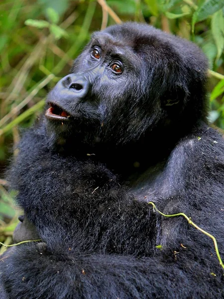 Endangered eastern gorilla in the beauty of african jungle — Stock Photo, Image