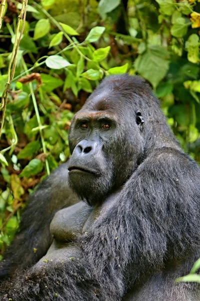 Gorila východní ohrožené, vzácné africké divočině — Stock fotografie