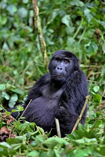 Gefährdeter Östlicher Gorilla in der Schönheit des afrikanischen Dschungels — Stockfoto