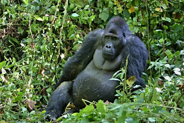 Gefährdeter Östlicher Gorilla, seltene afrikanische Wildtiere — Stockfoto