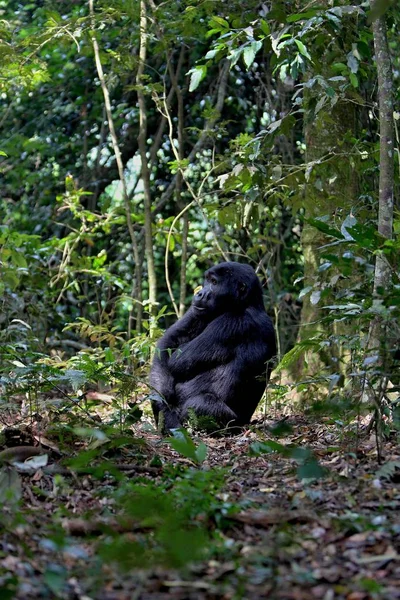 Под угрозой исчезновения восточная горилла в красоте африканских джунглей — стоковое фото