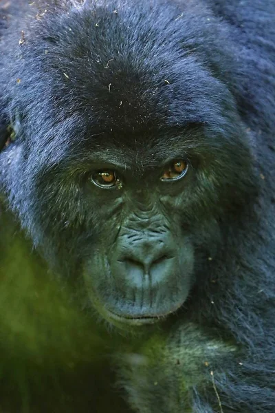 Gefährdeter Östlicher Gorilla in der Schönheit des afrikanischen Dschungels — Stockfoto