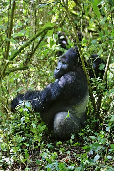 Gorila východní ohrožené, vzácné africké divočině — Stock fotografie