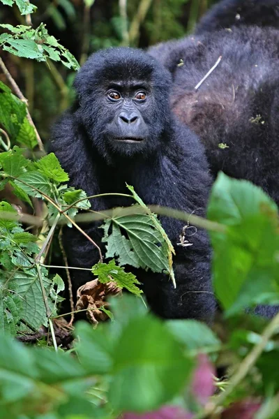 Ohrožené gorila východní krásu africké džungle — Stock fotografie