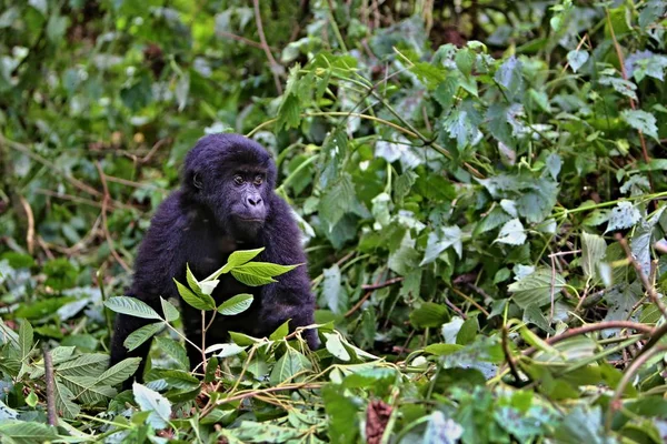 Gorila oriental en peligro de extinción en la belleza de la selva africana — Foto de Stock