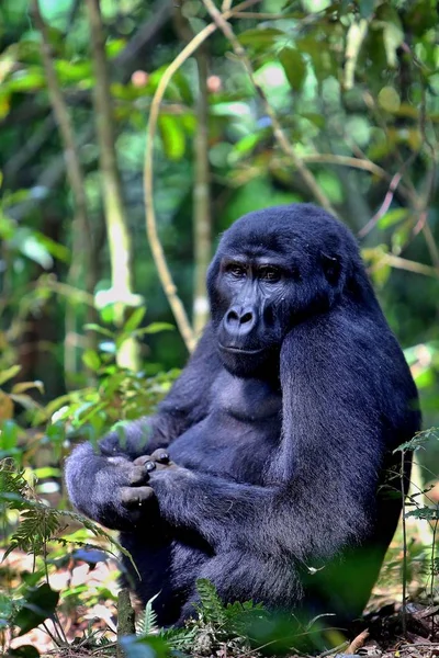 Veszélyeztetett keleti gorilla, a afrikai dzsungel a szépség — Stock Fotó