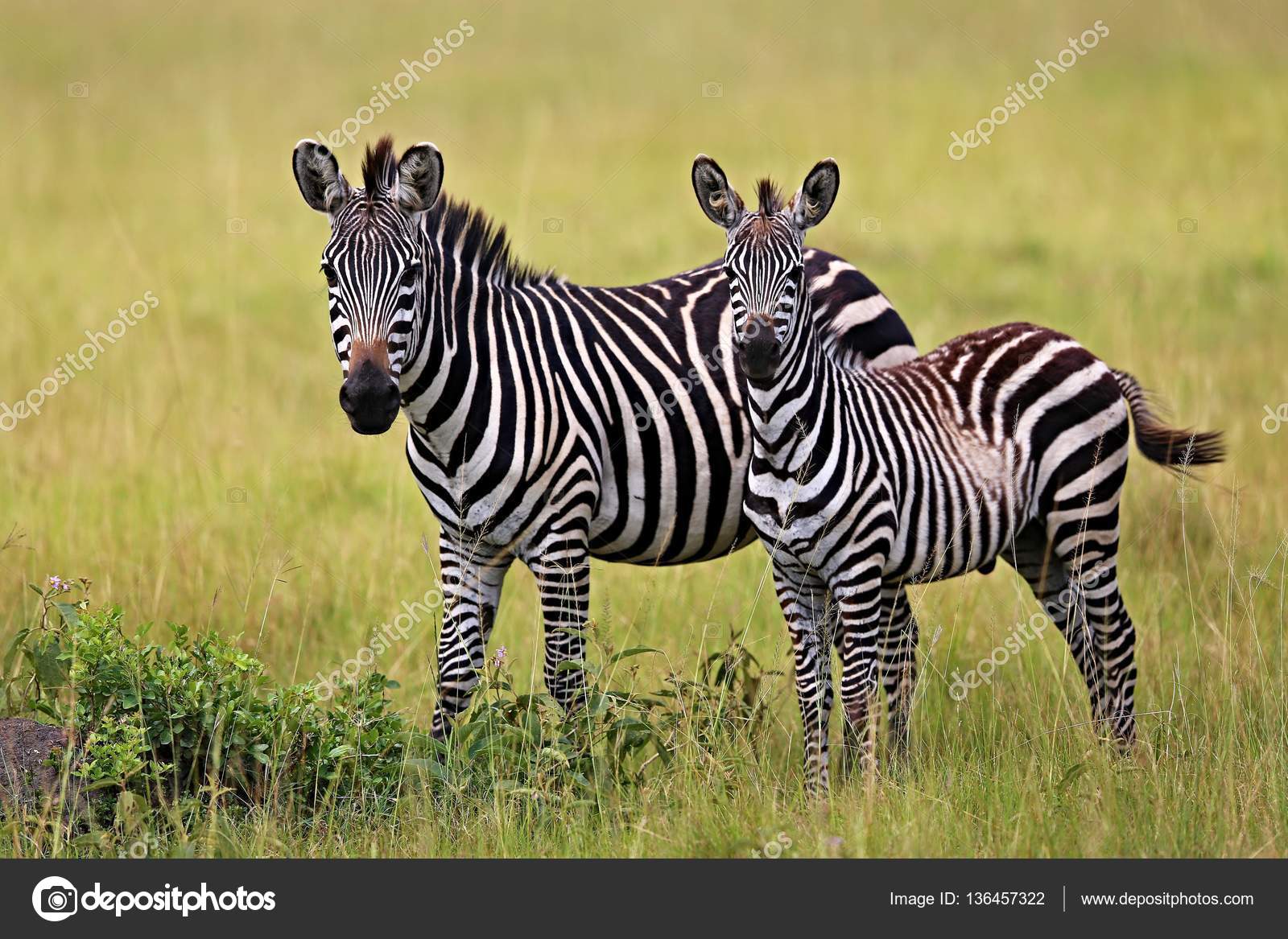 Zebras in the big herd during the great migration Stock Photo by ©Photocech 136457322
