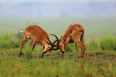 Kobe antelopes is fighting  clipart