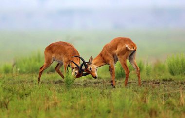 Kobe antelopes is fighting  clipart
