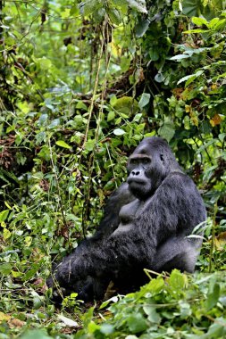 Endangered eastern gorilla  clipart