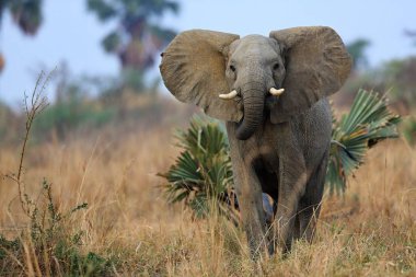 Elephant in the beautiful nature habitat clipart