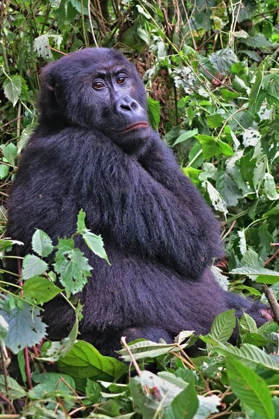 Gefährdeter Östlicher Gorilla — Stockfoto