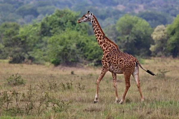 Giraffe in the beautiful nature habitat — Stock Photo, Image
