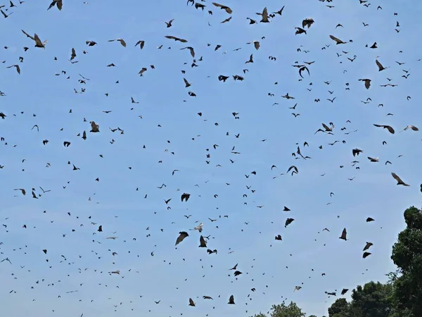 Flock of flying Foxes on a blue sky