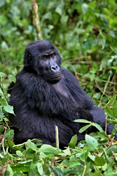 Gorila oriental ameaçado de extinção — Fotografia de Stock