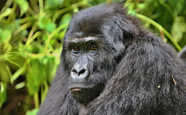 Veszélyeztetett keleti gorilla — Stock Fotó