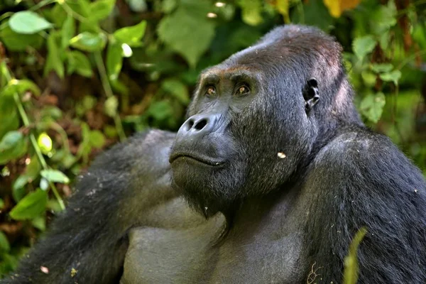 Veszélyeztetett keleti gorilla — Stock Fotó