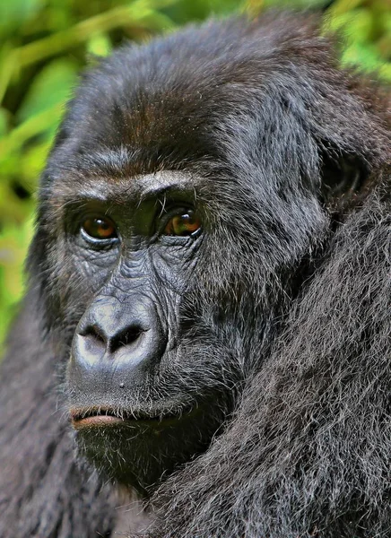 Veszélyeztetett keleti gorilla — Stock Fotó