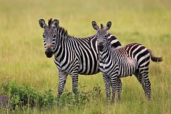 Zebras no grande rebanho durante a grande migração — Fotografia de Stock