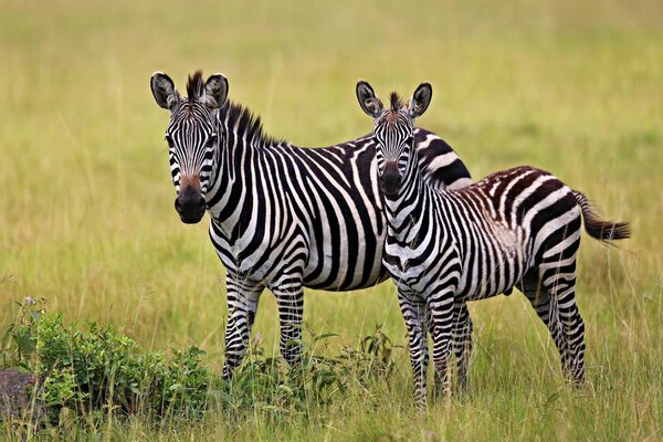 Zebras in the big herd during the great migration in masai mara, wild africa, african wildlife, animals in their nature habitat