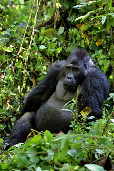Gorille orientale en voie de disparition — Photo